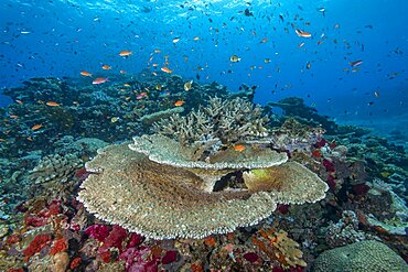 Table Coral