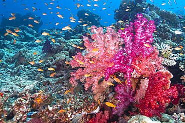 Soft coral scene, Fiji Islands