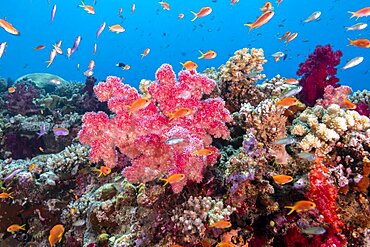 Soft coral scene, Fiji Islands