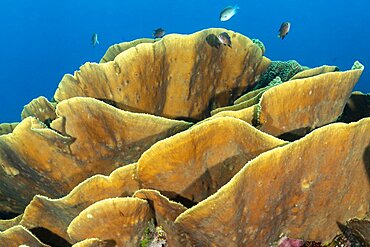 Cabbage Coral, Fiji