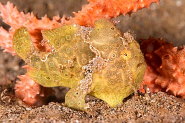 Painted frogfish