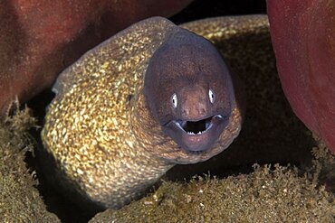 White-eyed Moray,