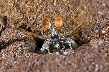 Pink-Eared Mantis Shrimp