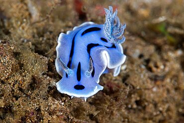 Willan's Chromodoris Nudibranch