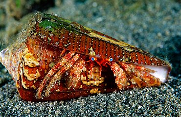 Blue-Eyed Hermit Crab