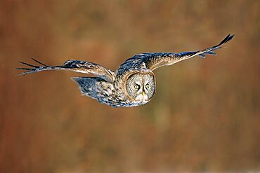 Great Gray Owl