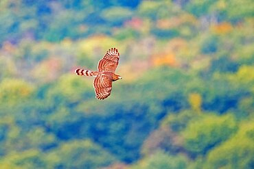 Cooper's Hawk, Accipiter cooperii