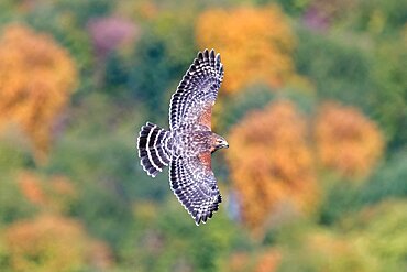 Red-shouldered Hawk, Buteo lineatus