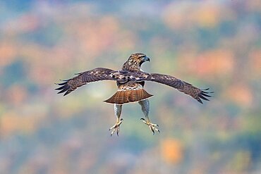 Red-tailed Hawk