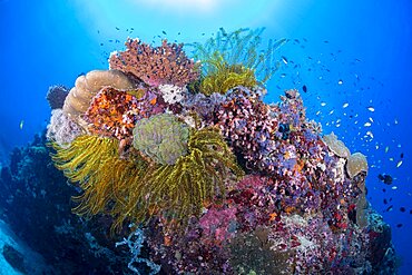 Colorful reef scene