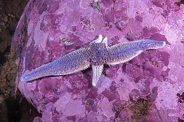 Northern Seastar, (Asterias rubens); regenerating three arms