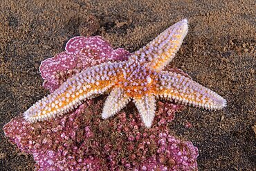 Northern Seastar, Asterias rubens; regenerating 2 arms