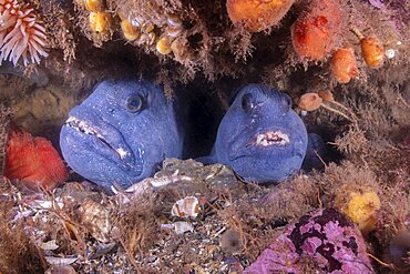 Atlantic Wolffish pair