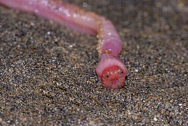 Blood Worm