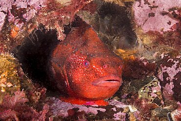 Lumpfish