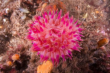 Northern Red Anemone