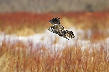 Northern Hawk Owl