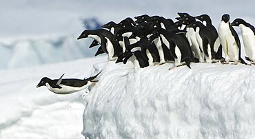 Adelie penguin leaping into ocean