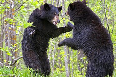 Black Bears Fighting