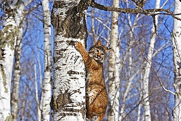 Bobcat