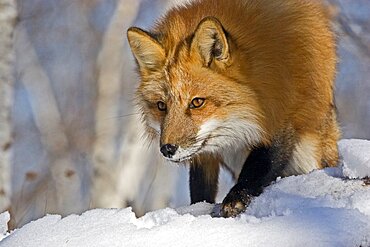 Red Fox