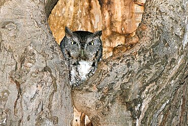 Eastern Screech-Owl