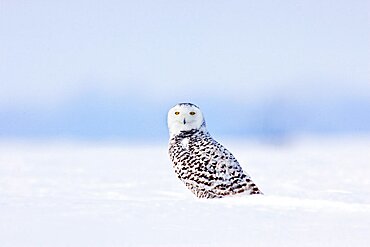 Snowy Owl