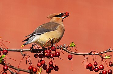 Cedar Waxwing