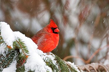 Northern Cardinal Male