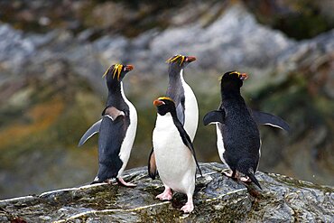 Macaroni Penguin