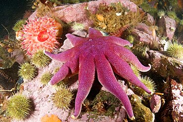 Starfish and Anemone