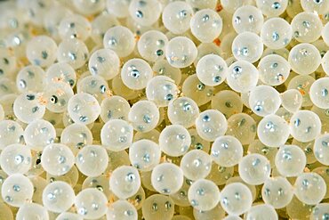 Fish eggs