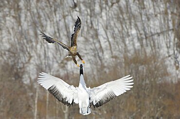 Red-crowned Crane attacking Eagle