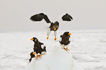 Steller's Sea Eagles