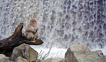 Snow Monkeys