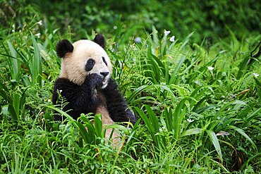 Giant Panda