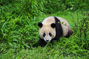 Giant Panda