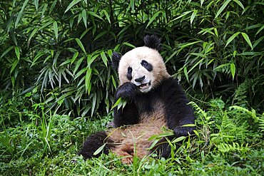 Giant Panda