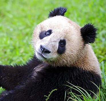 Giant Panda