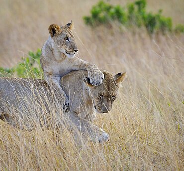 Lion Cub Playing with Female Lion