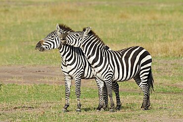 Zebra Males Fighting