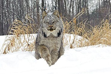 Canadian Lynx