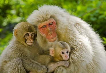 Snow Monkeys, Japan