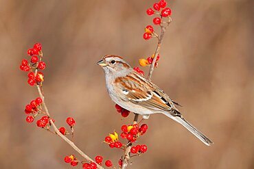 American Tree Sparrow