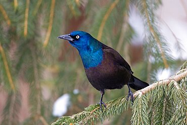 Common Grackle