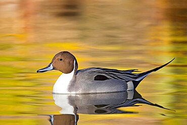 Northern Pintail