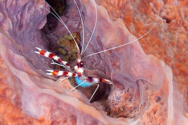 Banded Coral Shrimp with eggs