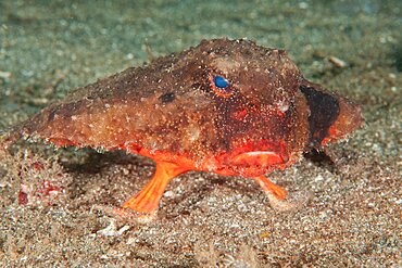 Shortnose Batfish