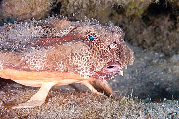 Polka Dot Batfish