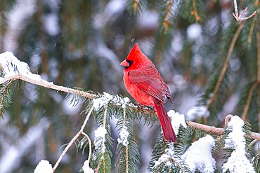 Northern Cardinal male